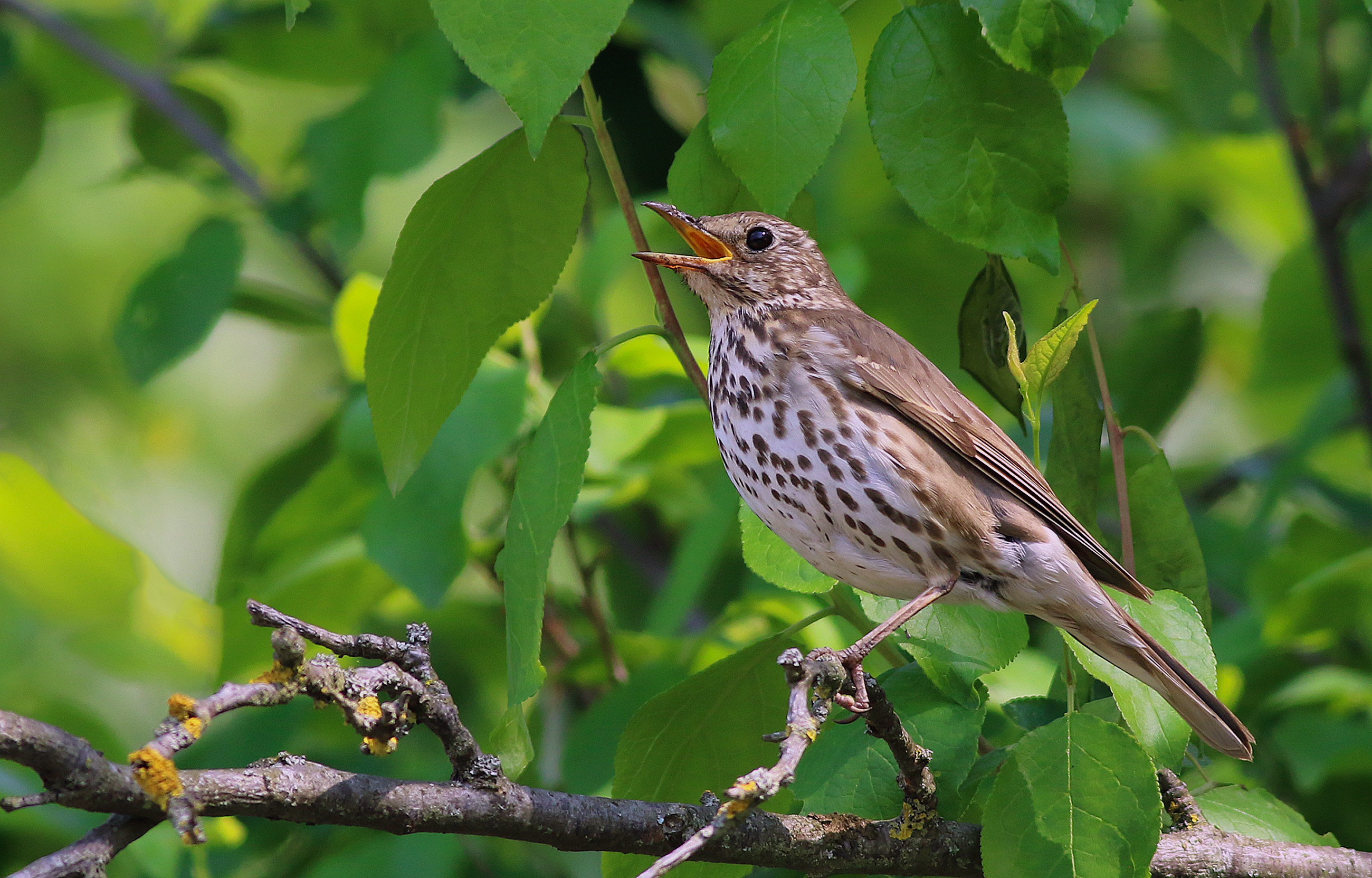 Song Thrush